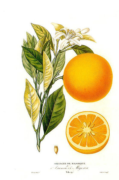 Darstellung einer Apfelsine (Citrus sinensis)