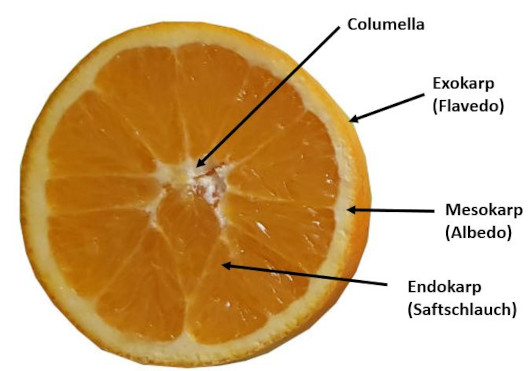 Aufbau der Orange mit dem Mesokarp, der weißen Haut der Orange