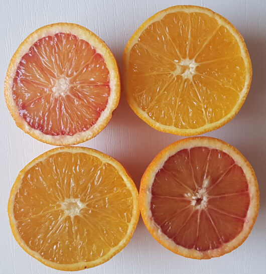 Normale Apfelsinen haben orangens Fruchtfleisch. Ist das Fruchtfleisch hingegen dunkel bzw. rot handelt es sich um Blutorangen