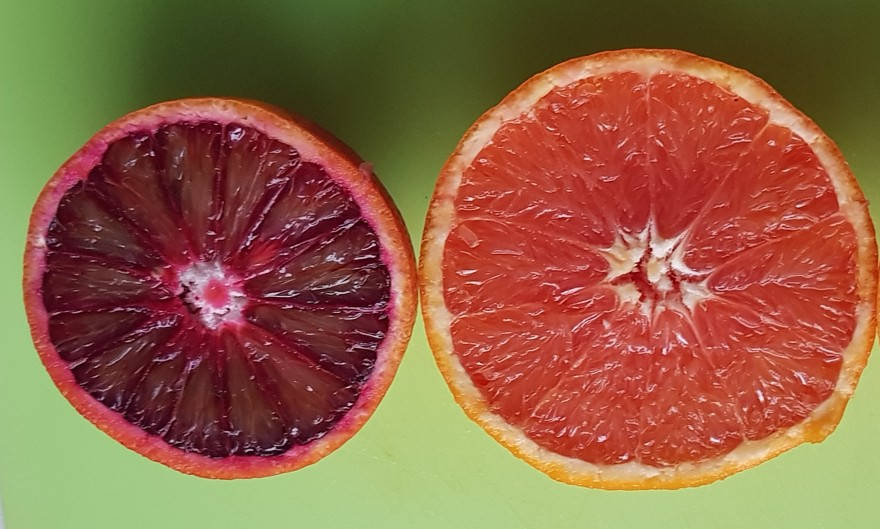 Die Blutorange (rechts) hat ein deutlich dunkleres Fruchtfleisch als die Rosé Orange (links)