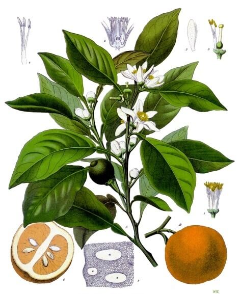 Bitterorange/Pomeranze (Citrus x aurantium)