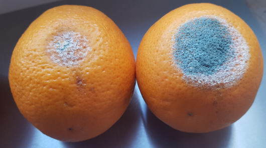 Orangen mit Schimmel wegen falscher Lagerung