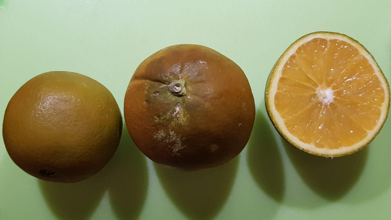 Die Schoko-Orange von Außen und Innen